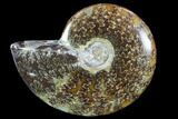Polished, Agatized Ammonite (Cleoniceras) - Madagascar #88057-1